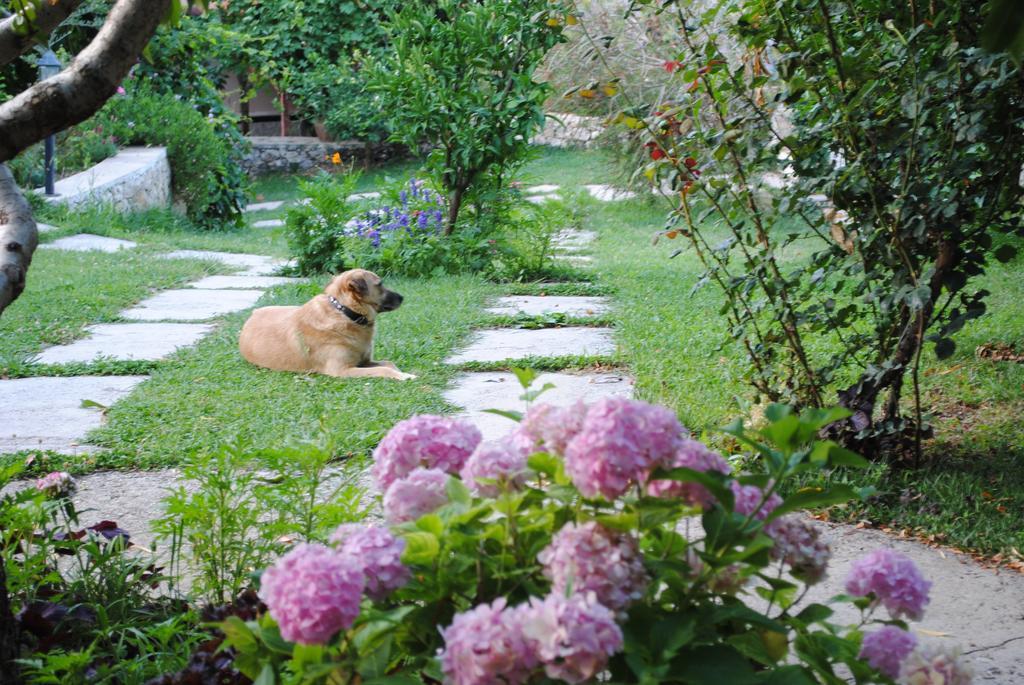 Kleo Cottages Kalkan Værelse billede